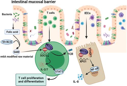 Figure 3 Mechanism of m6A regulation of intestinal mucosal immunity. The folic acid produced by intestinal symbiotic flora such as Lactobacillus and Bifidobacterium, as well as vitamin B2 and B6 in the intestinal tract, participate in SAM synthesis, which are the main raw materials for m6A modification. As an important part of the intestinal mucosal barrier, m6A modification of intracellular XPO1 in IECs further activates the NF-κB pathway and releases inflammatory factors such as IL-8. As an important component of the immune response, the intracellular SOCS m6A modification promotes the activation of the TCR and STAT5 pathway and promotes the proliferation and differentiation of intestinal T cells and the secretion of cytokines such as IL 2/7.
