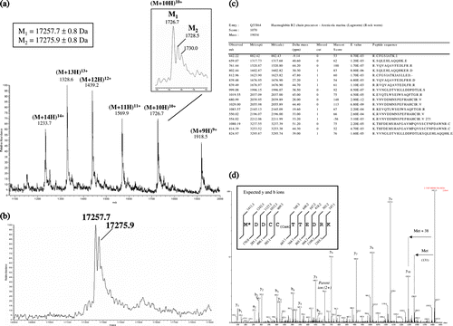 Figure 4.  ESI-MS of overexpressed B2 globin. (a) Smoothed, multiply charged ESI mass spectrum. (b) Corresponding deconvoluted spectrum. (c) List of the peptide sequences identified using the Mascot search engine in Arenicola marina globin B2 (Q53I64) (from the LC-MS/MS analysis of the digested 1D-SDS PAGE band). (d) Product ion spectra of the doubly charged precursor ion at 706.25 m/z (the spectrum is deconvoluted into (M + H)+ species). The proposed amino acid sequence for the N-terminus peptide (including a modified Met having a side chain mass of 169 Da) and the expected yn (C-terminus ions) and bn (N-terminus ions) fragment-ions are represented on the spectrum.