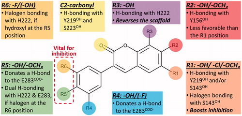 Figure 5. The docking-based structure-activity relationship analysis of the 3-phenylcoumarin analogues with 17-β-hydroxysteroid dehydrogenase 1.