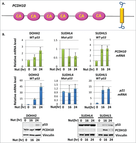 Figure 1. PCDH10 is induced by p53 in B cell lymphoma cells. (A) Diagram of PCDH10 proto cadherin protein. The pink oval represents for cadherin (CA) domain and the yellow rectangular represents for the transmembrane domain. (B) The expression level of PCDH10 and p21 in DOHH2, SUDHL4 and SUDHL5 B cell lymphoma cells. Cells were treated with 10 μM Nutlin-3A for 0, 16 and 24 hours and total RNA were extracted, and cDNA was prepared by reverse transcription. mRNA abundance for PCDH10 and p21 was assessed using quantitative real time PCR. The western blot analysis of PCDH10 protein expression was done at indicated time points.