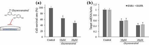 Figure 8. Validated experiments in oxyresveratrol-treated liver cancer cells according to network pharmacology and molecular docking data