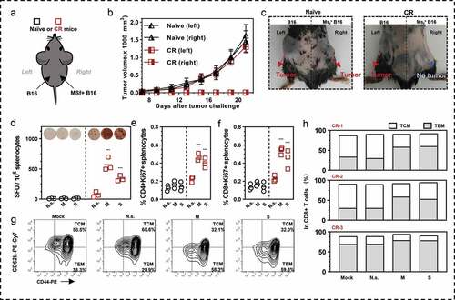 Figure 6. Antigens specific immune memory analysis in (CR) mice. (a) Three CR mice from D/M immunized group were inoculated with B16 cells (3 × 105 cells) on the left back and MSf+ B16 cells (3 × 105 cells) on the right back, after they survived from secondary MSf+ Lewis tumor attack. (b) Growth curve of tumors on both sides of naïve mice or CR mice. (c) The representative images of tumor formation in CR mice or naïve mice at day 25 post tumor inoculations on both sides. (d) Representative images of ELISpot and quantification of ELISpot SFUs in groups. (e, f) Percentage of proliferative CD4+ T (CD4+Ki67+) or proliferative CD8+ T (CD8+Ki67+) in splenocytes after stimulation with survivin or MUC1 protein. Groups drawn in colors in (a-f): Naïve mice (black), CR mice (red). (g, h) representative results and percentage of TCM and TEM in each CR mice analyzed by flow cytometry; Mock, no stimulation; N.s., nonspecific protein stimulation; M, MUC1 protein stimulation; S, survivin protein stimulation. One-way ANOVA followed by LSD analysis was performed to analyze the significant differences between groups. *P < .05; **P < .01; ***P < .001