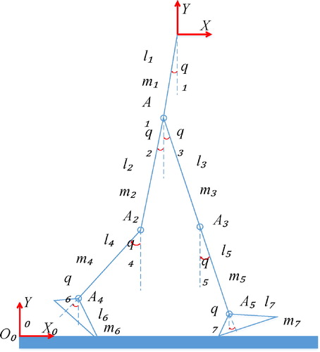 Figure A1. Generalized coordinate system of the lower limb model.