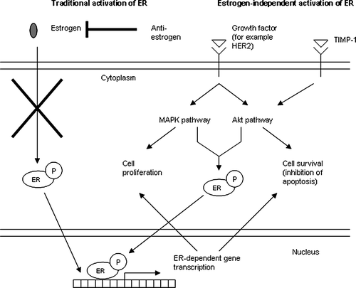 Figure 2.  Endocrine therapy, i.e. anti-estrogen treatment, prevents estrogen from binding ER and inhibits thereby estrogen/ER dependent transcription of ER-responsive genes such as genes coding for proteins stimulating cell proliferation/survival. By activating ER in a ligand-independent manner through Akt, TIMP-1 stimulates cell survival in spite of the anti-hormone treatment and thereby protects the cancer cell against endocrine therapy.