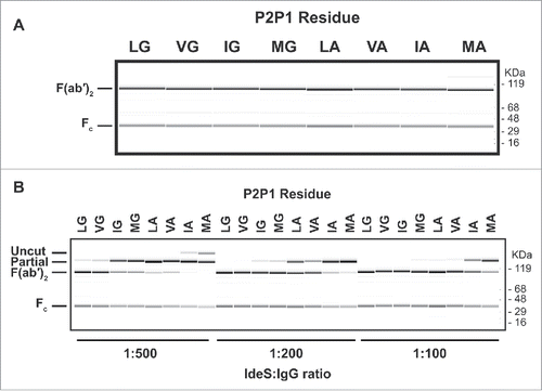 Figure 3. Cleavage of human IgG1 with variants in the P1 and P2 positions of IdeS. (A) Capillary electrophoresis of antibodies with variants at the P1 and P2 position were digested for 24 hours at 37°C with a 1:10 ratio of IdeS:IgG at 1mg/ml. The P1 and P2 residues are designated in 1-letter code. Leucine and glycine (L235G236) are the natural amino acids at these positions. All antibody variants can be completely cleaved into F(ab′)2 fragments. (B) The cleavage efficiency of the variants is assessed by the amount of F(ab′)2 produced at different IdeS:IgG ratios. While the variant VG is cleaved comparably to the wild-type sequence (LG), other variants require increased amounts of IdeS for complete digestion.