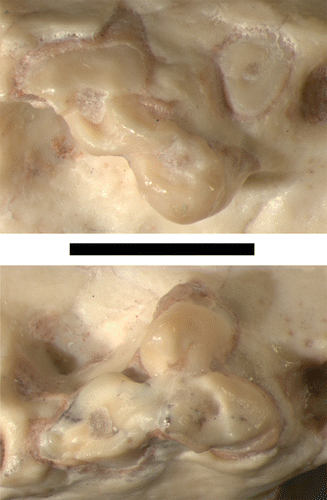 Figure 5 RM1 (above) and LM1 (below) of UF 27881, anterior (mesial) to the right. Scale bar equals 3 mm.