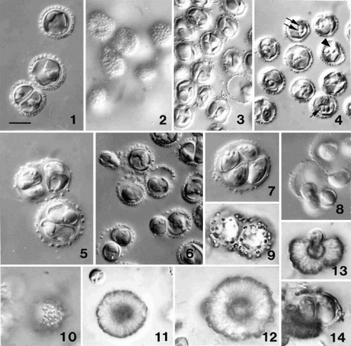 Figs 1–14. Light microscope (DIC) observations of Ochrosphaera neapolitana. Fig. 1. Optical section of non-motile cells showing coccoliths in profile. Fig. 2. Surface view of cells showing ring-shaped coccoliths in surface view. Fig. 3. Optical section showing thin lobed chloroplasts. Fig. 4. Cells fixed with osmium vapour revealing different aspects of the pyrenoid. Note the cell with separated pyrenoids (arrowhead), a pyrenoid with a long stalk (single arrow), and two pyrenoids abutting each other (double arrow). Fig. 5. Two and four cells in the same coccosphere in an older culture. The layer of scales thickens and the coccoliths become widely spaced as the coccosphere expands. Fig. 6. Division in a young culture showing one of the two cells being released from the coccosphere. The released cell is usually elongate (upper left) and possesses flagella. Fig. 7. Four cells in a coccosphere following vegetative division in an old culture. Fig. 8. Release of flagellated daughter cells from a coccosphere after immersion in new medium. Figs 9–12. Progressive stages in the over-calcification of coccoliths and the formation of pseudocysts. Fig. 9. Cultured cells after three months. Fig. 10. Surface view of a cell after several months in culture with individual over-calcified coccoliths still visible. Fig. 11. Intermediate stage in the formation of a pseudocyst (individual coccoliths no longer visible). Fig. 12. A heavily over-calcified pseudocyst. Fig. 13. Release of a naked cell from a pseudocyst. Fig. 14. Two cells within an envelope recently released from a pseudocyst (note newly formed coccoliths on envelope). Scale bar in Fig. 1 represents 10 µm and applies to all figures.