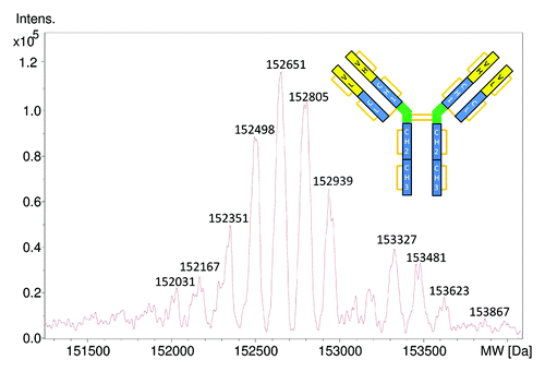 Figure 1. Deconvoluted ESI-Q-TOF mass spectrum of intact cetuximab. The calculated MW for the G0F/G0F; G2FGal2/G2FGal2 isoform with pyroglutamic acid formation at the N-termini of the heavy chains is 152235 Da, which is 116 Da lower than the experimental MW at 152351 Da.