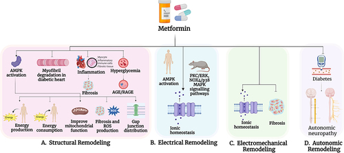 Figure 5 Metformin reverses pathological remodeling.