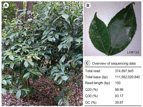 Figure 1. Sample collection of Camellia atrothea used for DNA sequencing in the present study. (A) Whole plant of the collected individual (imaged by Yanli Wang). (B) Mature leaves used for sequencing. (C) Statistics of the sequencing data.