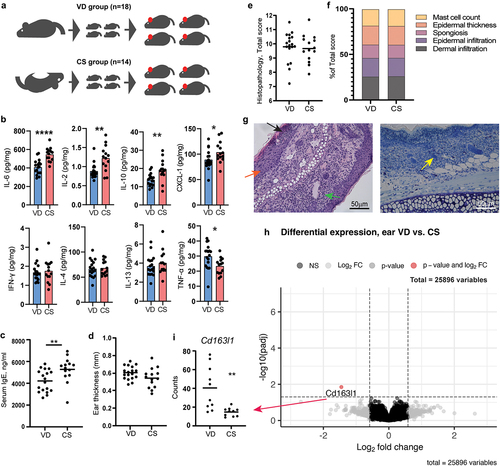 Figure 1. Cesarean section in mice induced a higher IgE response but had no effect on dermatitis. a) sensitivity to oxazolone-induced dermatitis was measured and compared in BALB/c mice delivered by vaginal delivery (VD) or cesarean section (CS). At 8 weeks of age, all mice offspring were sensitized with 0.8% oxazolone on the ear and after 1 week challenged with 0.4% every second day for a total of 5 times. b) multiplex mesoscale results of cytokine concentration (pg/ml/mg tissue) in the inflamed ear after oxazolone challenge. c) ELISA results showing serum concentration (ng/ml) of IgE in serum after oxazolone challenge. d) ear thickness of the inflamed ear in mm measured after oxazolone challenge. e) total histopathology score of hematoxylin and eosin staining cross section of the inflamed ear tissue after oxazolone challenge calculated as the sum of f) dermal infiltration, epidermal infiltration, spongiosis, epidermal thickness, and mast cells present which all were given a severity score from 0 to 3. g) Representative histological images of H&E stained inflamed ear section with mild spongiosis (orange arrow), epidermal infiltrations (black arrow), and dermal infiltration (green arrow), as well as Giemsa stained inflamed ear section with mast cells (yellow arrow). h) volcano plot based on the total transcriptome of the inflamed ear tissue. The red dot represents the Cd163l1 gene for which gene counts are shown in (i). Bars represent mean. p*<.05, p**<.01, p****<.0001. The experiment was repeated in four litters per group reaching a total of VD, n = 18 and CS, n = 14 pups which are all shown. There were no litter/round effects in the statistical analyses.