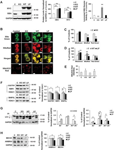 Figure 6. Dual effects of heterozygous GBA mutation on mitophagy. (A) GBA protein levels of GBA knockout (KO), MYC-WT GBA (WT) and MYC-L444P (LP) mutant GBA-overexpressing SH-SY5Y cell lines (left panel). The overexpression of MYC-WT and MYC-GBAL444P, and the deletion of endogenous GBA were validated by western blotting using anti-MYC and anti-GBA antibodies (middle panel), and by measuring GBA enzyme activity from lysosomal-enriched fractions (right panel). Compared to Mock controls (C), **, p < 0.01, One-way ANOVA, Bonferroni post hoc test; (B) MitoTracker Red, MitoTracker Green, and MitoSOX Red labeling in control, KO, WT and L444P SH-SY5Y cells. All 4 cell lines were loaded with MitoTracker Red (MitoRed, 200 µM, 20 min) and MitoTracker Green (MitoGreen, 200 µM, 20 min), or MitoSOX Red (3 μM, 10 min) prior to live cell imaging. Scale bar: 10 μm; (C-D) Quantification of MitoTracker fluorescence intensity in KO- (C) and L444P- (D) SH-SY5Y cells. MitoGreen and MitoRed fluorescence estimates the amount of total mitochondria and functional mitochondria, respectively. The ratio of MitoRed to MitoGreen fluorescence intensity was calculated to estimate the levels of functional mitochondria (n = 60–80 cells per condition from 3 independent experiments). (E) Quantification of MitoSOX Red fluorescence intensity in control, KO, WT and L444P SH-SY5Y cells (n = 60–80 cells per condition from 3 independent experiments). Both L444P and KO cells exhibited an increase in MitoSOX Red intensity, indicative of mitochondrial oxidative stress. (F) Western blot analysis of mitochondrial fraction for autophagy receptors in control, KO, WT and L444P cells. Compared to controls, L444P cells showed lower mitochondrial levels of SQSTM1, NBR1, and BNIP3L. (G) Impaired autophagy in KO and L444P cells. Control, KO, WT and L444P cells were treated with (PI+) and without (PI−) lysosome inhibitors leupeptin and pepstatin A (10 μM each). Flux of autophagy including lysosomal degradation was denoted as ‘PI+-PI−’. (H) Western blot analysis of autophagy-activating proteins AMBRA1 and BECN1 in all 4 cell lines. Data represent mean % of mock controls from 3 independent experiments. Compared to controls, L444P cells showed a reduction in protein levels of BECN1 and AMBRA1. *, p < 0.05; **, p < 0.01, One-way ANOVA, Bonferroni post hoc test.