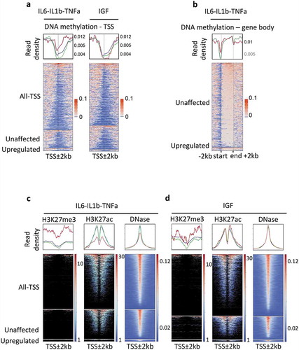 Figure 1. Epigenetic modifications of genes responding to the pro-inflammatory cytokines IL6, IL1b, and TNFa, in MCF7 cells.Genes were classified as upregulated (FC ≥2, FDR < 0.05), unaffected (0.9 < FC < 1.1) and all-TSS for all expressed genes (rpkm > 0.5) when compared with the untreated MCF7 cells. IL6-IL1b-TNFa, pool of genes responding either to IL6, or IL1b, or TNFa; IGF, genes responding to IGF treatment. In red, upregulated genes; green unaffected genes; blue, all genes. a. DNA methylation density at TSS ± 2 kb regions of genes expressed, upregulated or unaffected by cytokine exposure, in MCF7; when a gene is associated with several TSS, all the TSS were kept for the construction of the heat map. b. DNA methylation density over the entire gene body of upregulated and unaffected by IL6, IL1B, and TNFa treatments, in MCF7 cells. c. Density of histones marks and DNA hypersensitivity sites within the ± 2 kb regions surrounding the TSS of genes in each subclass; IL6-IL1b-TNFa, pool of genes responding either to IL6, or IL1b, or TNFa; IGF, genes responding to IGF treatment.