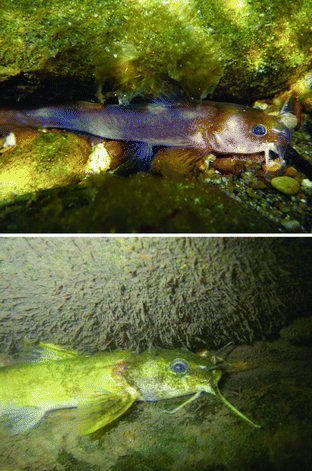 Figure 1. Smoky madtom (top, photo by J. Miller) and yellowfin madtom (bottom, photo by K. Gibbs) in lower Abrams Creek, Great Smoky Mountains National Park, Tennessee.