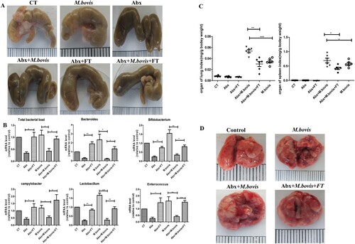 Figure 1. The effects of gut dysbacteriosis on the severity of M. bovis pathogenesis in mice. (A) The representative images of caecum showed the gross pathological changes in all experimental groups (n = 6). (B) Mice were pre-treated with a broad spectrum of antibiotics followed by M. bovis infection. Later, DNA was isolated from faecal samples of mice for quantitative PCR analysis and normalized to a universal bacterial primer. Bar graphs depict the total bacterial load; bacterial genera such as Lactobacillus, Bifidobacterium, Campylobacter, Bacteroides and Enterococcus. (C) The organ index of the spleen and lungs in all experimental groups. (D) The representative images of the lungs showed the gross pathological changes of all experimental groups (n = 6). The dots with different shapes show the number of mice and the horizontal lines indicate the mean value. Data are shown as mean ± SD, **P < 0.01. *P < 0.05.