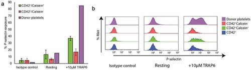 Figure 4. Calcein-AM positive events show a marked increase in functionality. Flow cytometry analysis of iPSc-derived megakaryocytes stimulated with 10 µM TRAP6 and stained using an antibody against P-selectin (A) quantification of % P-selectin exposure in CD42+ calcein− (red) and CD42+ calcein+ (green) populations, n = 3 (B) Representative histograms of P-selectin exposure in CD42+ calcein− (red), CD42+ calcein+ (green) and CD42+ only (blue) populations.