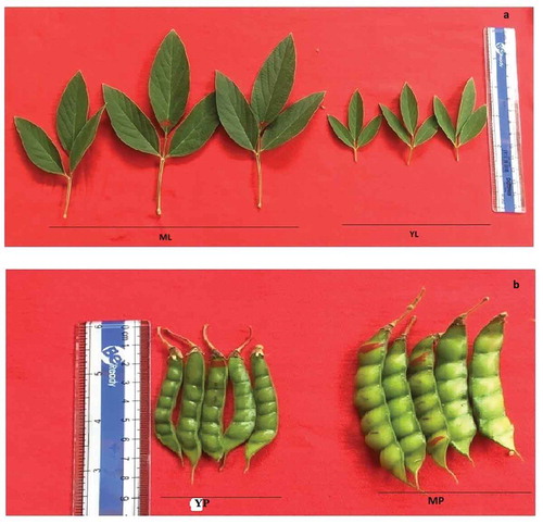 Figure 1. Experimental pigeonpea samples two leaf stages YL (young leaves) and ML (mature leaves) (a), and two different stages of pod YP (young pods) and MP (mature pods) (b) were used for study.