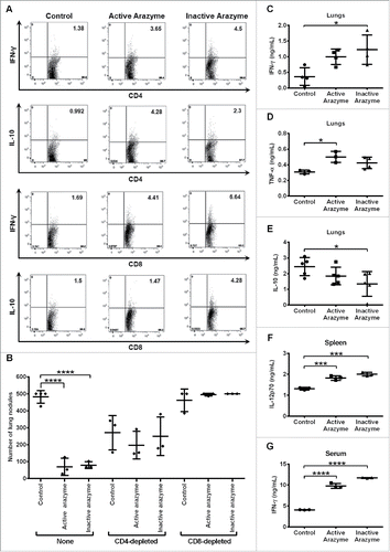 Figure 2. CD4+/CD8+-dependent antitumor response and increased production of pro-inflammatory cytokines are induced by active/inactive arazyme treatment. C57Bl/6 mice (n = 6) were challenged endovenously with 5 × 105 B16F10-Nex2 cells and treated intraperitoneally with 3 mg/kg of active/inactive arazyme or PBS (Control) on alternate days for 2 weeks. Spleens were collected 24 h after the last dose, splenocytes were stimulated ex vivo with B16F10-Nex2 tumor lysate, and intracellular cytokine staining (ICCS) was then performed for CD4+ and CD8+ positive T cells. (A) The percentage of splenic IFNγ- or IL10-producing CD4+ or CD8+ T cells was determined by FACS, and is represented by the numbers in the upper right quadrants. Histograms represent six pooled animals. (B) C57BL/6 mice were depleted of CD4+ or CD8+ T lymphocytes by two doses (500 μg each) of specific monoclonal antibodies 72 and 48 h before challenge with tumor cells and treatment with active/inactive arazyme. Animals were sacrificed 24 h after the last dose, and the number of lung nodules is represented individually. (C) IFNγ, (D) TNF-α, and (E) IL-10 were quantified in lung homogenates, (F) IL-12 was quantified in culture supernatant of splenocytes stimulated with tumor lysate, and (G) IFNγ was quantified in 1:2 diluted serum from C57Bl/6 mice challenged and treated as described above. Cytokines were quantified in individual animals, and bars represent the average ± SD of at least three animals. *p < 0.05; ***p < 0.001; and ****p < 0.0001, analyzed by one-way ANOVA with Tukey's multiple comparisons (in B) and one-way ANOVA with Dunnett's multiple comparisons (in C–G).