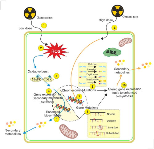 Figure 4. Illustration of the mechanism of elicitation of specialized metabolites in plant cell and organ cultures by low and high doses of γ-irradiation. 1. Exposure of cells with low dose γ-irradiation, 2. Accumulation of reactive oxygen species (ROS), 3. Activation of MAPKs/CDPKs, protein phosphorylation, and accumulation of singling molecules, 5. Enhanced biosynthesis of specialized metabolites, 6. Exposure of cells with higher dose γ-irradiation, 7. Interaction of electrons with DNA, 8. Gene mutation, 9. Chromosomal mutation, 10. Altered gene expression leads to enhanced production of specialized metabolites.