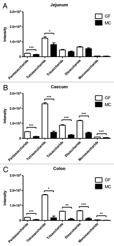 Figure 2. Intensity values for five measured saccharides in germ-free (GF) and monocolonized (MC) mice in (A) jejunum, (B) cecum, and (C) colon. Values are mean intensities ± SEM measured using LC-MS in positive ionization mode. Stars indicate significant differences; * (P < 0.05), ** (P < 0.01), *** (P < 0.001).