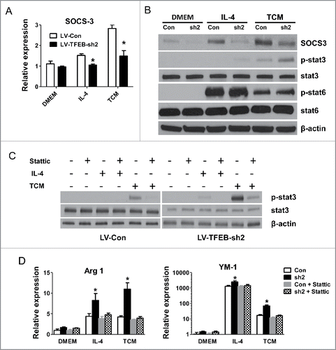 Figure 5. SOCS3-STAT3 pathway plays a key role in TFEB silencing-enhanced macrophage M2 polarization. (A) MΦs were transduced with control or TFEB shRNA lentiviruses and treated with IL-4 (15 ng/mL) or EO771 TCM for 24 h. The expression of SOCS3 was analyzed by qPCR. *p < 0.05 vs. corresponding LV-Con group. (B) Cellular proteins were analyzed by Western blot analysis after the cells were treated as in (A). (C) Cellular proteins were analyzed by Western blot analysis after MΦs were treated as in (A), with or without pretreatment with stattic (5 μM) for 2 h. (D) MΦs were treated as in (C). The expression of Arg1 and YM-1 mRNA was analyzed by qPCR. *p < 0.05 vs. corresponding control.