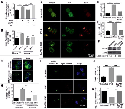 Figure 5. HMOX1-generated CO is required for increased intracellular calcium levels in response to IFNG. (A) RAW 264.7 macrophages (0.5 × 106) were independently treated with ZnPP (5 μM) and ZnPP (5 μM) along with CO (20 μM) for 2 h, followed by IFNG (200 units/ml) for 3 h. These cells were stained with 2 µM Fluo-3 AM for 1 h and analysis by flow cytometry. The mean fluorescence intensity plots were prepared using GraphPad Prism. (B) Peritoneal macrophages were isolated from the HMOX1+/+ and hmox1−/− mice, exposed to IFNG for 3 h and the cells were stained with FLU-3AM. The mean fluorescence intensity was plotted. Data represent the mean±SEM from 3 independent experiments. Statistical significance was determined using the Student t test. (C) RAW 264.7 macrophages overexpressing tfLC3 were activated with IFNG in the presence or absence of the Ca2+ chelator BAPTA-AM and viewed under a confocal microscope. Representative confocal microscopy images are shown. The LC3 puncta per cell (D) and the percentage cells with > 5 autolysosomes (E) were calculated. (F) The same panel of cells as in (C) without transfection were subjected to western blotting. Densitometry analysis of LC3-II relative to ACTB in terms of fold change is shown below the blot. (G) 0.5 × 106 RAW 264.7 macrophages were transfected with GFP-LC3 plasmid using Lipofectamine 3000. Calcium-free DMEM-media was added to one panel of cells, 6 h prior to IFNG treatment. After 6 h, the cells were treated with IFNG, followed by fixation with 4% PFA and observed under the confocal microscope. Images are representative of 3 biological experiments. (H) The graph shows the average number of puncta/cell per 100 cells counted. Data in panel H represent the mean±SEM from 3 independent experiments. (I) Intracellular Ca2+ levels regulate the trafficking of intracellular Mtb. RAW 264.7 macrophages (0.5 × 106) were infected with GFP-Mtb H37Rv (1:5 MOI) for 3 h, followed by treatments with IFNG and BAPTA-AM, stained with LysoTracker Red and observed using a confocal microscope. The figure shows a representative image of the colocalization of Mtb (green channel) and LysoTracker Red (red channel). (J) Percentage of Mtb-containing autophagosomes colocalizing with lysosomes stained with LysoTracker Red (per 100 Mtb cells). (K) The same panel of cells was lysed in 0.06% SDS after 24 h and plated on 7H11 plates for calculating CFUs. Data in panels A, B, D, E, H, J and K represent the mean±SEM from 3 independent experiments. Statistical significance was determined using the Student t test. * indicates a P value < 0.05, ** indicates a P value < 0.01, and *** indicates a P value < 0.001.