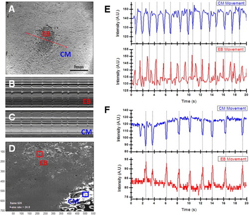 Figure 4. Transplanted cardiomyocyte foci display synchrony with the neonatal cardiomyocyte feeder layer. Cardiac foci derived from drug-selection (EB) and stiffness culture were transplanted onto a monolayer of neonatal cardiomyocytes (CM) at day 16, as shown in figure 3(A). (A) Representative light microscopic image of EB cultured on CM. The M-mode image was obtained at the red line. (B), (C) After 2 days, M-mode image analysis of videos of co-cultured samples confirms synchronization of beating frequency between EB (B) and neonatal cardiomyocyte (C) layers. Beating is largely regular with minor arrhythmia. (D)–(F) MII analyses at the beating regions of EBs transplanted onto CM (D). EB and CM initially beat asynchronously (E), but become fully synchronized after 48 h in co-culture (F).