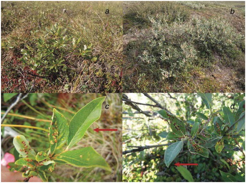 FIGURE 1. Two Salix species from Toolik Field Station, Alaska, (a) S. pulchra is a dominant deciduous shrub species with a low canopy profile in moist tussock sites, while (b) S. glauca is commonly found as a taller shrub in dry heath sites. Eriophyid mite-induced galls on leaves of (c) S. pulchra and (d) S. glauca. Arrows show ungalled leaves on the same shoot as galled leaves.