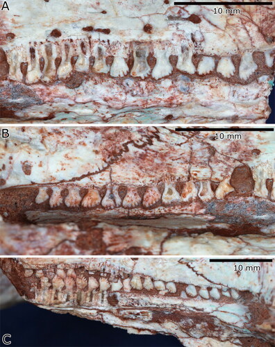 Figure 6. The holotype skull of Yechilacerta yingliangia gen. et sp. nov., YLSNHM01796. (A) and (B), right maxillary dentition with (A) anterior region and (B) posterior section, and (C) left maxillary and dentary dentition.