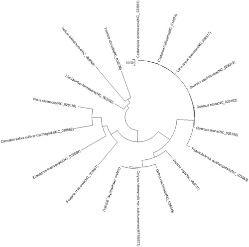 Figure 1. Phylogenetic tree inferred using the MEGA6 software from 18 complete chloroplast genomes.