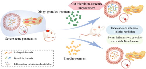 Figure 7. Summary figure. Qingyi granules improve SAP-associated inflammation and metabolic disturbance in gut microbiota-dependent and gut microbiota-independent manners.