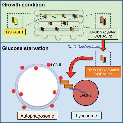 Figure 1. Schematic model of GORASP2/GRASP55 function in Golgi stacking and autophagosome-lysosome tethering. In growth conditions, GORASP2 is O-GlcNAcylated and localized in the medial-trans Golgi to glue adjacent cisternae together. Upon glucose starvation, GORASP2 is de-O-GlcNAcylated and a subpopulation of the protein is targeted to the autophagosome and lysosome interface, where it binds LC3-II on autophagosomes and LAMP2 on lysosomes, and thereby facilitates the fusion of these 2 membrane organelles