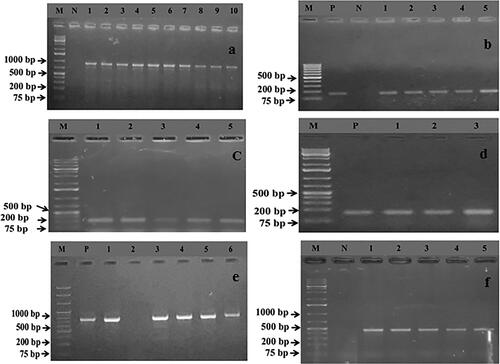 Figure 4. Gel electrophoresis image (4a) of PCR products of S. pseudintermedius (lane 1-10) showing specific amplified bands (926 bp) and image 4b (lane 1-5) exhibit the amplified mecA gene (162 bp) on 1.5% agarose gel. In addition, images 4c and 4d represent the amplification of the erythromycin resistance gene, namely ermA (139 bp) and ermB (141 bp), while images 4e and 4f illustrate the specific bands of the tetracycline resistance gene, like tetK (697 bp) and tetL (456 bp). Moreover, in all gel electrophoresis systems used a 1 kb plus DNA marker for confirmation of the amplification of a specific gene. Where, lane M, N, and P represent the DNA markers, negative and positive control, respectively.