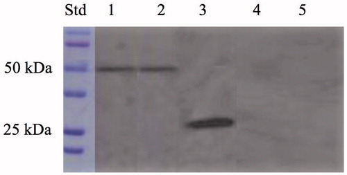 Figure 4. Western blot performed on the whole cells, outer membrane, purified free SspCA, inner membrane, and cytoplasmic fraction coming from the whole cell lysates. Legend: Lane Std, molecular markers, M.W. starting from the top: 100 kDa, 75 kDa, 50 kDa, 37 kDa, 25 kDa, and 20 kDa; lane 1, whole cells; lane 2, outer membrane; lane 3, purified SspCA; lane 4, inner membrane; lane 5, cytoplasmic fraction coming from the whole cell lysates. Lanes 1 and 2 showed a band at about 50 kDa corresponded to the INPN-SspCA, while lane 3 showed a band at about 25 kDa corresponded to the free SspCA. Both bands were identified using the anti-His-Tag antibody. Lanes 4 (inner membrane) and 5 (cytoplasmic fraction) did not evidence the presence of the chimeric SspCA.