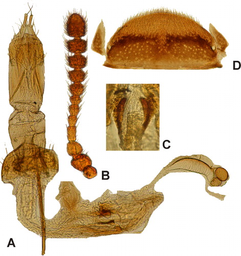 Figure 2 Trogoderma norfolkiana sp. nov. Holotype : A, female genitalia; B, left antenna, dorsal; C, sclerites of bursa copulatrix (only one pair of sclerites is shown on the picture); D, pygidium.