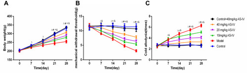 Figure 3 Effect of AS-IV administration on body weight, MWT and cold allodynia of oxaliplatin-induced rats. (A) Rats’ weights in different groups were recorded after 0, 7, 14, 21 and 28 days of oxaliplatin treatment. (B and C) The MWT and cold allodynia time were assessed in rats from different groups after 0, 7, 14, 21 and 28 days of oxaliplatin treatment. Data are the means ± SEM of three experiments. (n=10, ∆p<0.05, model group vs control group; #p<0.05: model group vs low-AS-IV group; ^p<0.05: model group vs medium-AS-IV group; &p<0.05: model group vs high-AS-IV group).