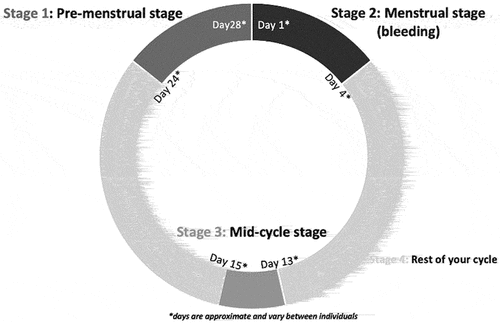 Figure 1. Diagram utilised in the survey to show the different stages of the menstrual cycle.