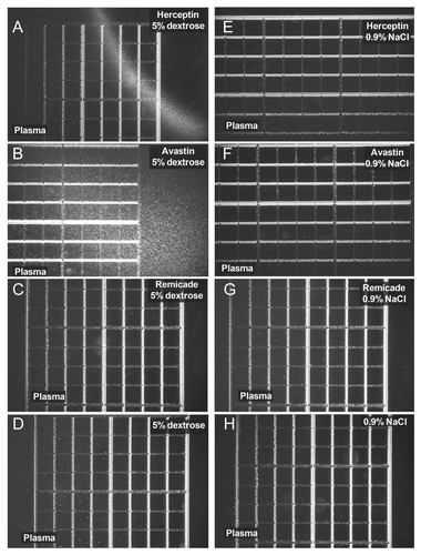 Figure 1. Light microscopy pictures of human plasma mixed with 5% dextrose solutions of Herceptin® (A), Avastin® (B) and Remicade® (C). (E–G) correspond to human plasma mixed with 0.9% NaCl solutions of Herceptin®, Avastin® and Remicade®, respectively. The protein concentrations in the antibody solutions prior to the mixing with human plasma were: 1.06 mg/ml Herceptin®, 1.33 mg/ml Avastin® and 1.23 mg/ml Remicade®. No aggregation occurred when human plasma was mixed with 5% dextrose and 0.9% NaCl, (D and H) respectively. The distance between two thick lines is 250 μm (the smallest square is 250 μm × 250 μm).