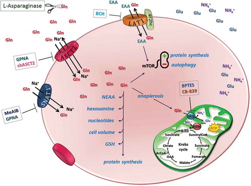 Figure 1. Glutamine transport and metabolism as therapeutic targets in MM cells.A distinctive Gln metabolism characterizes MM cells: they express GLS but lack a sizable expression of GS. MM cells express three major transporters for Gln: ASCT2, LAT1, and SNAT1. After Gln uptake, MM cells may use Gln for multiple metabolic roles. One of these roles is anaplerosis. Gln transport and metabolism can be targeted with different approaches exploitable for therapeutic use: extracellular Gln can be depleted by L-asparaginase, while the activity of Gln transporters can be hindered with inhibitors or gene silencing; finally, CB-839 and BPTES can be used to block GLS activity.AcCoA: Acetyl coenzyme A; α-KG: alpha-ketoglutarate; BCH: 2-Amino-2-norbornanecarboxylic acid; BPTES: Bis-2-(5-phenylacetamido-1,3,4-thiadiazol-2-yl) ethyl sulfide; EAA: essential amino acid; GDH: glutamate dehydrogenase; Gln: glutamine; GLS: glutaminase; Glu: glutamate; GPNA: l-γ-glutamyl-p-nitroanilide; GSH: glutathione; MeAIB: methylaminoisobutyrate; mTOR: mammalian target of rapamycin; NEAA: non-essential amino acid; OAA: oxaloacetate.