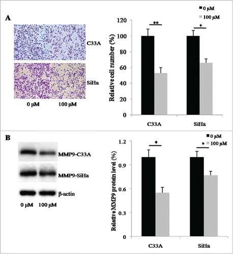Figure 4. Buformin inhibits cellular invasion by downregulating MMP9. (A and B) Compared to the negative control, 24-hour treatment with buformin significantly decreased the number of C33A and SiHa cells that penetrated through the artificial matrix (P = 0.006 and 0.021, respectively); (C and D) we also found that buformin notably downregulated the protein expression of MMP9 in both C33A and SiHa cells (P = 0.027 and 0.41, respectively). *: p < 0.05; **: p < 0.01.
