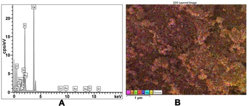 Figure 4 Calcined lyophilized HAPc-5%Sr (sample 6, in Table 1); EDX spectrum (A), multi-color distribution map showing jointly all elements on FE-SEM image (B). Gold appears in the EDX spectrum due to the imaging technique that uses coating of biomaterial with a gold layer.