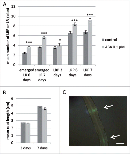 Figure 1. Effect of abscisic acid (ABA) on emerged lateral roots, lateral root primordia and primary root length followed using the DR5:VENUS-N7 reporter line. (A) Number of Lateral Roots (LR) and Lateral Root Primordia (LRP) observed using the DR5:VENUS-N7 marker line. Plants were grown in the absence (control, dark gray bars) or presence of 0.1 μM ABA (light gray bars) for 3, 6 or 7 d. Data is from 81 plants in 2 independent experiments. (B) Mean root length of plants grown for 3 or 7 d in the presence (light gray) or absence (dark gray) of 0.1 μM ABA, data is from 30 to 50 plants. Bars = standard error of the mean (sem). Statistically different means following a standard pair wise t-test is shown (*, P-value < 0.05; ***, P-value < 0.001). (C) Developing LRP (white arrows) detected in the DR5:VENUS-N7 transgenic roots by fluorescence. Scale bar is 500 μm.