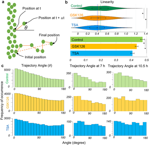 Figure 3. Characteristics of the dynamics of cell migration upon chromatin modification. (a) The persistence of cell migration directionality can be measured by the linearity and angle of cell migration direction. The schematic explains the angle of the direction (θ) of a migrating cell compared to the horizontal axis which signifies the ideal direction (0º) of cell migration in the scratch. Linearity is defined by the ratio of the straight dotted line between the initial and final position of the cell over the actual path traversed by the cell. (b) Linearity is slightly decreased by the chromatin modification signifying a cell does not follow the ideal migration path. An ideal linearity is 1. *p < 0.01 based upon one-way ANOVA test. Boxplots are shown inside the violin plots, color coded dotted lines show the mean. Suspected and actual outliers are also shown. The bar diagram is shown with mean and standard error. (c) The frequency distribution of cell count for a specific angle range for many cells in a sample for all timepoints (10.5 hours) shown in the left panel. The ideal angle of migration is 0º whereas 180º means the cell is migrating opposite to the direction of the chemical gradient. More cell counts are clustered around the lower angle in the control group. Chromatin modifying drugs make the cell migration direction more random in many non-ideal directions as shown by the histogram at all timepoints and specific timepoints (7 h and 10.5 h). *p < 0.01 based upon > 1800 tracked nuclei per group from at least total 6 samples per group.