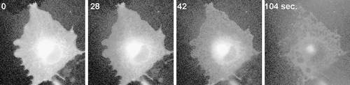 Supplementary Figure 1. MAL-CFP in intracellular membrane is detergent sensitive. Images of a COS7 cell coexpressing MAL-CFP after addition of TX-100 at 17°.