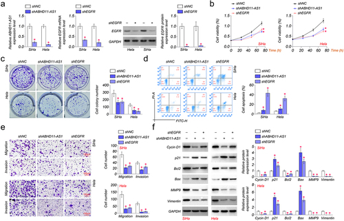 Figure 2. EGFR and ABHD11-AS1 promote cervical cancer cells’ proliferation, migration, and invasion capacities. (a) qRT-PCR or western blot revealed ABHD11-AS1 and EGFR expression levels in SiHa and hela cells with shABHD11-AS1 and shEGFR, respectively. (b-c) The viability of SiHa and hela cells was examined by CCK8 (b) and colony formation assays (C). (d) The flow cytometry analysis results and apoptosis rates of SiHa and hela cells with shABHD11-AS1 and shEGFR. (e) Transwell migration and transwell invasion assays were performed to detect the effects of shABHD11-AS1 and shEGFR on cell migration and invasion, respectively. (f) Cycin D1, p21, Bcl2, Bax, MMP9, and Vimentin were expressed in SiHa and hela cells with shABHD11-AS1 and shEGFR. *p < 0.05 versus shNC.