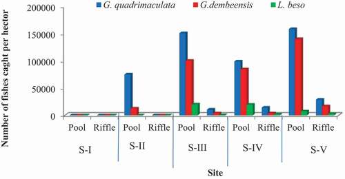 Figure 3. The composition of fish samples collected from riffle and pool habitats of the five sampled sites in the upper Awash River Basin (S-I, S-II, S-III, S-IV and S-V indicate the sampling sites)