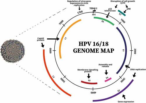 Figure 1. The virion and genome map of human papillomavirus (HPV). (Adapted from (Robboy et al.).Citation8