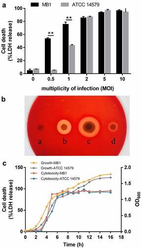 Figure 5. Cytotoxicity of MB1. (a) J774A.1 cells were incubated with MB1 or Bacillus cereus ATCC 14579 for 2 h at a multiplicity of infection (MOI) of 0 to 10, and then measured for lactate dehydrogenase (LDH) release. Data are the means of triplicate experiments and shown as means ± SD. ** p < 0.01 (Student’s t test). (b) Hemolytic activity of MB1. a, PBS (control); b, 2% TritonX-100; c, MB1 suspension; d, MB1 supernatant. (c) the supernatants of MB1 and ATCC 14579 were collected at different times of culturing and incubated with J774A.1 (5% v/v) for 2 h. LDH release was then measured. Data are the means of triplicate experiments and shown as means ± SD.