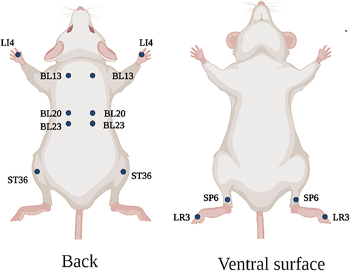 Figure 1 Schematic diagram of mouse acupoints. LI4, BL13, BL20, BL23, ST36, SP6 and LR3 are symmetrical on both sides of the body. LI4 is located between the first metacarpal bone and the second metacarpal bone of the forelimb; BL13 is located in bilateral intercostal region, directly below the third thoracic vertebra; BL20 is located in bilateral intercostal region, directly below the 11th thoracic vertebra; BL23 is located in bilateral intercostal area, directly below the second lumbar spine; ST36 is located at the posterolateral side of the knee joint, about 3mm below the head of the fibula; SP6 is located about 5mm above the straight point of the inner ankle of the hind limb. LR3 is located between the first and second metacarpal bones of the hind limb. Created using Biorender.com.