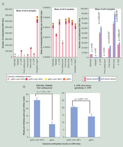 Figure 2.  Non-CpG (CHG and CHH) methylation status based on the mean values for human normal purified hepatocytes (HPC6, HPC20, HPC25, HPC27, HPC28 and HPC35). (A) Methylation status on CHG sites. The number of methylated CHG sites in TSS200s (*) were significantly lower than those of TSS1500 (p = 7.544 × 10-6), 5′ UTR (p = 3.649 × 10-6), first intron (p = 4.154 × 10-6), gene body (p = 2.786 × 10-6), 3′ UTR (p = 3.318 × 10-6) and intergenic region (p = 3.182 × 10-6). The number of methylated CHG sites in first coding exons (†) were significantly lower than those of TSS1500 (p = 7.213 × 10-6), TSS200 (p = 9.236 × 10-5), 5′ UTR (p = 3.453 × 10-6), first intron (p = 3.785 × 10-6), gene body (p = 2.673 × 10-6), 3′ UTR (p = 3.060 × 10-6) and intergenic region (p = 3.147 × 10-6). The number of methylated CHG sites in TSS1500 (¶) were significantly lower than those of 5′ UTR (p = 4.864 × 10-6), first intron (p = 5.772 × 10-6), gene body (p = 3.512 × 10-6), 3′ UTR (p = 3.930 × 10-6) and intergenic region (p = 3.461 × 10-6). The ratios of CHG sites showing 20% or more cytosine methylation among all CHG sites belonging to TSS1500, TSS200, 5′ UTR, first coding exon, first intron, gene body, 3′ UTR and intergenic region are shown in the middle panel. The number of CHG sites (mean ± standard error for all six samples) showing 20% or more cytosine methylation on the sense and antisense strands are shown in the right panel. (B) Association between CHG methylation and gene expression. CHG methylation in TSS1500, TSS200 and first coding exon (p = 4.022 × 10-4) and in 5′ UTR, first intron, gene body and 3′ UTR (p = 2.369 × 10-3) was inversely associated with expression levels. (C) Methylation status on CHH sites. The number of methylated CHH sites in TSS200s (*) were significantly lower than those of TSS1500 (p = 1.041 × 10-6), 5′ UTR (p = 8.590 × 10-7), first intron (p = 5.310 × 10-7), gene body (p = 3.369 × 10-6), 3′ UTR (p = 1.649 × 10-6) and intergenic region (p = 1.939 × 10-7). The number of methylated CHH sites in first coding exons (†) were significantly lower than those of TSS1500 (p = 9.096 × 10-7), TSS200 (p = 1.714 × 10-6), 5′ UTR (p = 8.214 × 10-7), first intron (p = 4.849 × 10-7), gene body (p = 3.260 × 10-6), 3′ UTR (p = 1.514 × 10-6) and intergenic region (p = 1.924 × 10-7). The number of methylated CHH sites in TSS1500 (¶) were significantly lower than those of 5′ UTR (p = 1.161 × 10-6), first intron (p = 4.606 × 10-7), gene body (p = 4.555 × 10-6), 3′ UTR (p = 2.801 × 10-6) and intergenic region (p = 2.075 × 10-7). The ratio of CHH sites showing 20% or more cytosine methylation among all CHH sites belonging to TSS1500, TSS200, 5′ UTR, first coding exon, first intron, gene body, 3′ UTR and intergenic region is shown in the middle panel. Twenty percent or more CHH methylation was observed more frequently on the antisense strand than on the sense strand (coding strand) in the 5′ UTR (p = 1.312 × 10-3), first intron (p = 1.214 × 10-4), gene body (p = 2.598 × 10-3) and 3′ UTR (p = 1.885 × 10-2) (right panel of C), whereas CHG methylation did not show such significant differences between the sense and antisense strands (right panel of A). (D) Association between CHH methylation and gene expression. CHH methylation in TSS1500, TSS200 and first coding exon (p = 1.170 × 10-13) and in 5′ UTR, first intron, gene body and 3′ UTR (p = 3.337 × 10-4) was inversely associated with expression levels. Error bars, standard error.TSS: Transcription start site; UTR: Untranslated region.